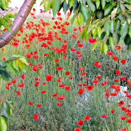 Kostas & Despina Lidia